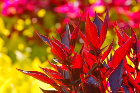 Autumn, maroon plants, shot into the sun, as background