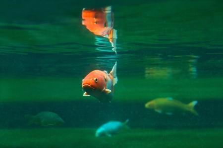 Koi  Cyprinus carpio haematopterus , a form of breeding carp, that are kept for decorative purposes...