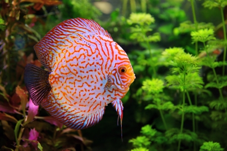 Discus  Symphysodon , multi-colored cichlid in the aquarium, the freshwater fish native to the Amazon River basinの写真素材