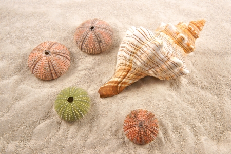 Shell and Dried Sea Urchins on the sand 