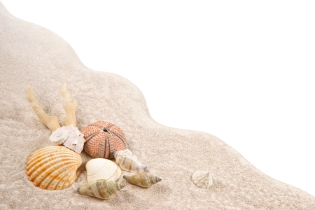 Shell, Coral and Dried Sea Urchins on the sand as backgroundの写真素材