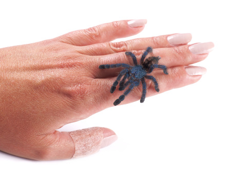 Tarantula spider  Avicularia versicolor , a young individual walking on a woman s handの写真素材