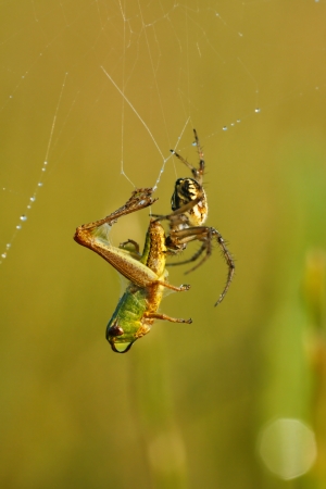Spider killing a grasshopper caught in spider webの写真素材