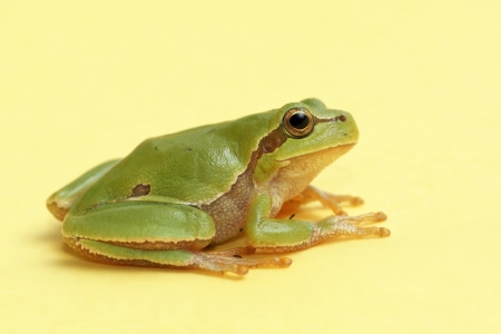 Tree frog,  Hyla arborea 