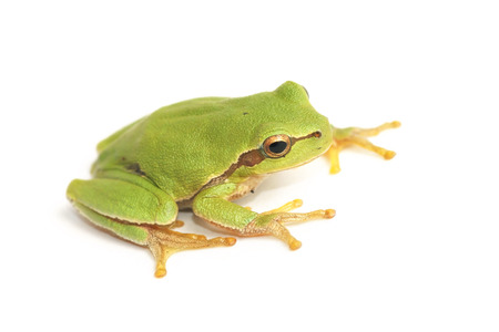 Tree frog,  Hyla arborea の写真素材