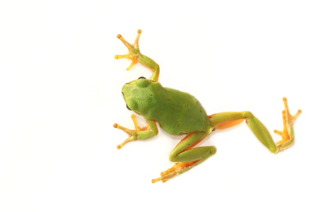 Tree frog,  Hyla arborea の写真素材
