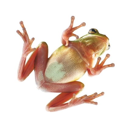 Tree frog,  litoria infrafrenata , climbing on the glass