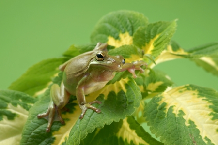 Tree frog,  Litoria infrafrenata の写真素材