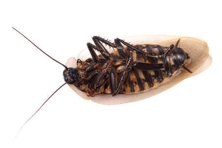 Cockroach  Blaberus craniifer , lying on your back on a white background