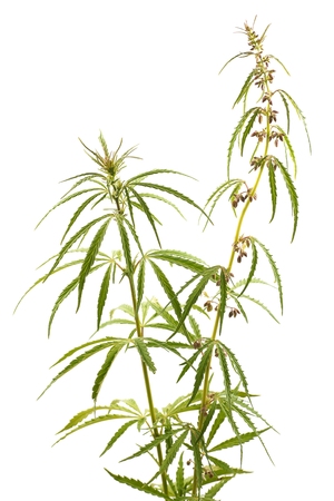 Cannabis, marijuana, plants on a white backgroundの写真素材