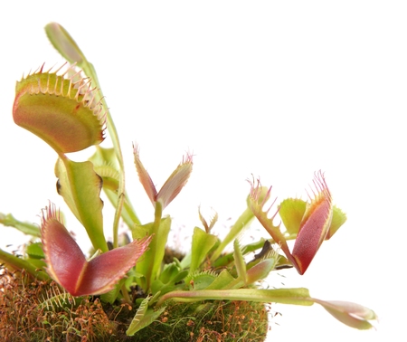 Venus Flytrap  Dionaea  on a white backgroundの写真素材