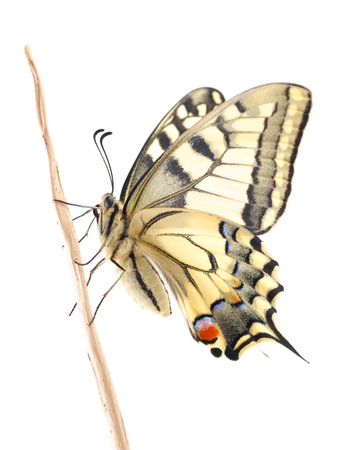 Old World Swallowtail  Papilio machaon  butterfly perched on a stick all on a white backgroundの写真素材