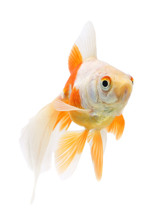 Goldfish on a white backgroundの写真素材