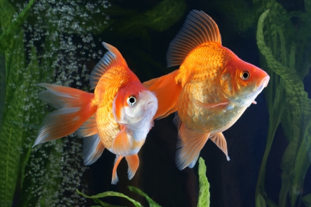 Goldfish, aquarium, a fish on the background of aquatic plantsの写真素材