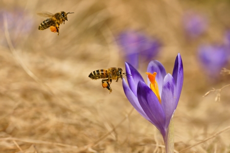 Honeybees  Apis mellifera , bees flying over the crocuses in the spring on a mountain meadow in the Tatra Mountains, Polandの写真素材