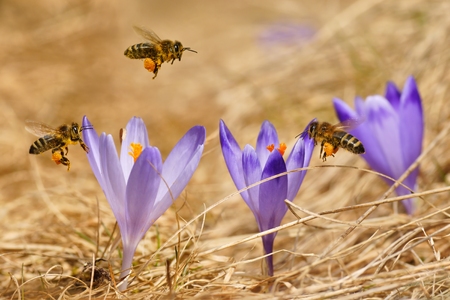 Honeybees  Apis mellifera , bees flying over the crocuses in the spring on a mountain meadow in the Tatra Mountains, Polandの写真素材