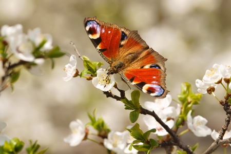 Spring, Butterfly European Peacock  Inachis io  on the flourishing fruit tree as backgroundの写真素材