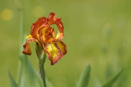 Iris genial, flower  Iris hybrida の写真素材