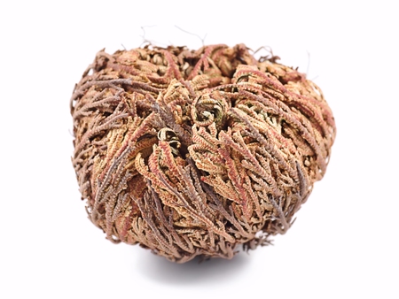 Rose of Jericho  Selaginella lepidophylla の写真素材