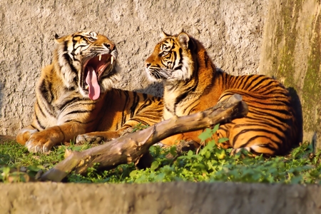 Tiger  Panthera tigris , female and male showing tusks