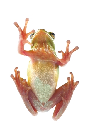 Tree frog  litoria infrafrenata , climbing on the glassの写真素材