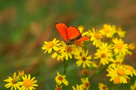 Scarce Copper  Lycaena virgaureae  butterfly on yellow flowersの写真素材