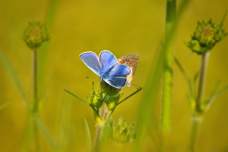 Common Blue  Polyommatus icarus  butterflies sitting on flower, meadowの写真素材