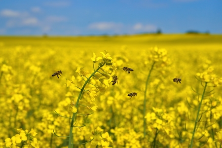 Bees  Apis mellifera , Honeybees in flight at the rape fieldの写真素材