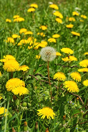 Dandelion  Taraxacum officinale , flowers in the meadow, spring  A dandelion flower head composed of hundreds of smaller florets and seed headの写真素材