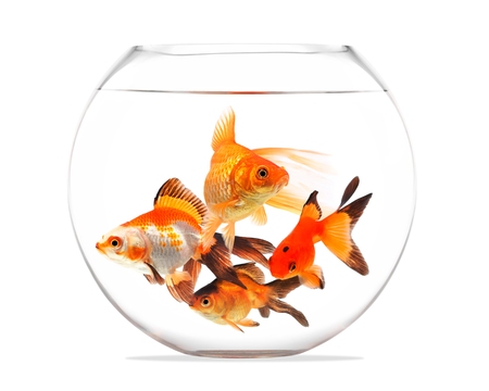 Goldfish floating in glass sphere and on a white backgroundの写真素材