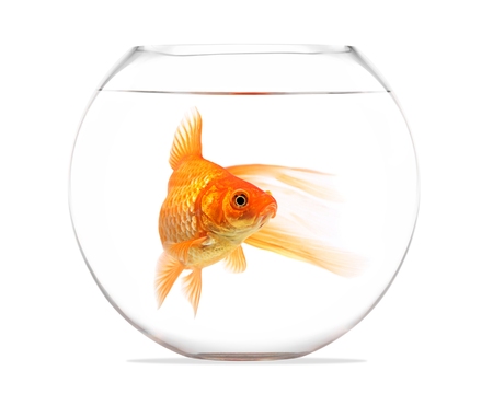 Goldfish floating in glass sphere and on a white backgroundの写真素材