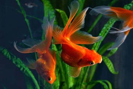 Goldfish, aquarium, a fish on the background of aquatic plantsの写真素材