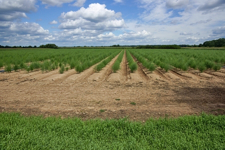 Plantation of asparagusの写真素材