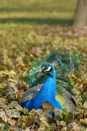 Peacock  Pavo cristatus , a male resting in the leaves of ivyの写真素材