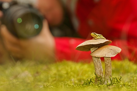 Tree frog  Hyla arborea , on mushroom and photographerの写真素材