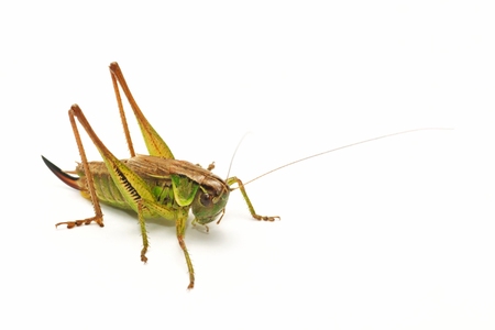 Grasshopper