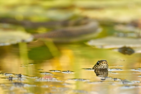Grass Snake  Natrix natrix , as backgroundの写真素材