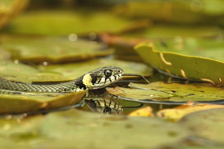 Grass Snake  Natrix natrix  hunting on the leaves of Water Liliesの写真素材