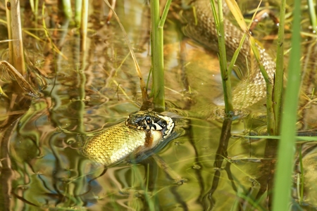 Grass Snake  Natrix natrix , eating fish caught within huntingの写真素材