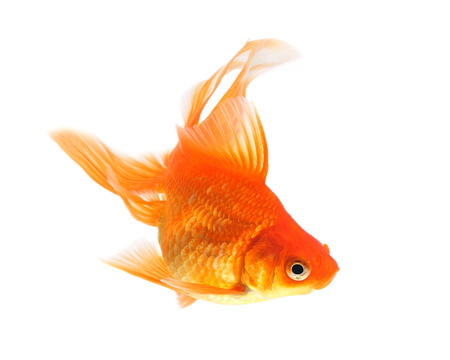 Goldfish on a white backgroundの写真素材