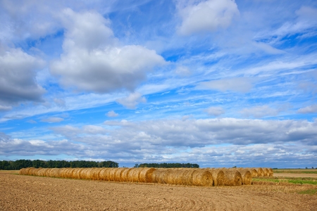 Field, plowed after the harvest with big round straw bales in the field