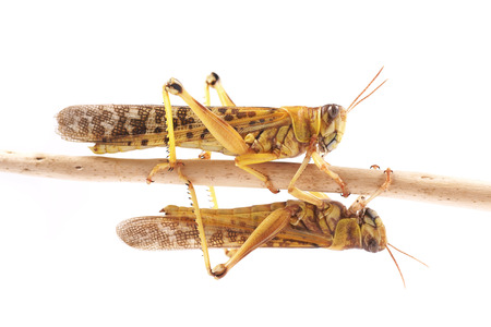 Locust, Desert locust  Schistocerca gregaria  during the mating season