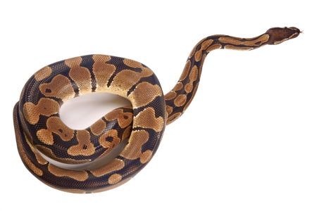 Python snake on white background