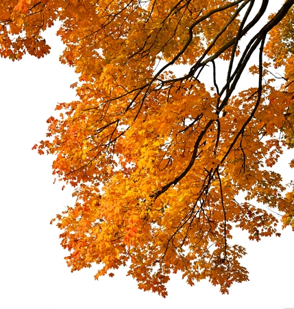 Autumn leaves on a branch Maple (Acer L.) and a white backgroundの写真素材