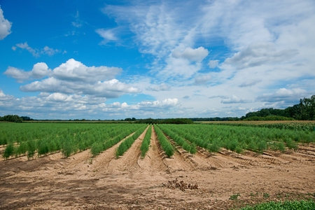 Plantation of asparagusの写真素材