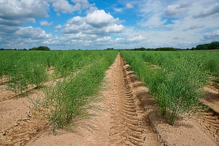 Plantation of asparagusの写真素材