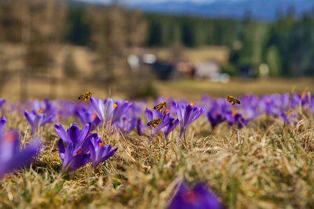 Honeybees (Apis mellifera), bees flying over the crocuses in the spring on a mountain meadow in the Tatra Mountains, Polandの写真素材