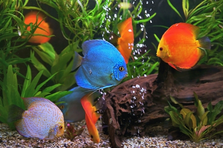 Multicolored Symphysodon discus cichlids in the aquarium of the freshwater fish native to the Amazon River basinの写真素材