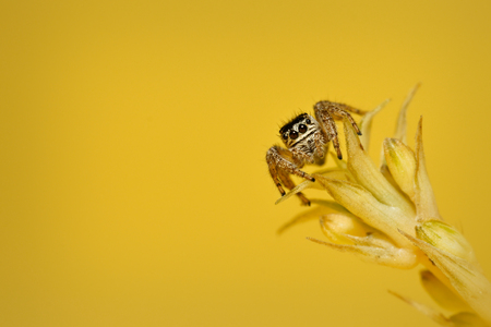 Jumping Spider, family Salticidaeの写真素材