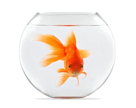 Goldfish floating in glass sphere and on a white backgroundの写真素材